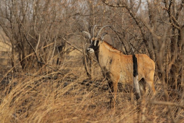 Roan Antelope in Pendjari National Park