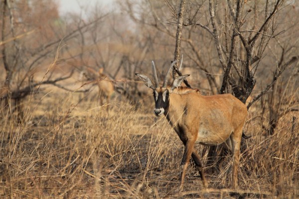 Roan Antelope
