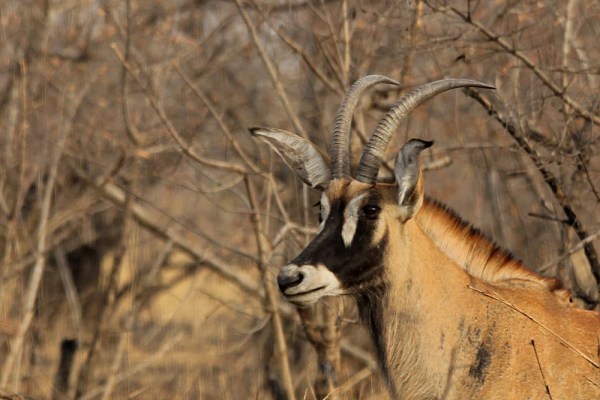 Roan Antelope