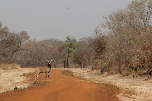 Roan Antelope crossing the road