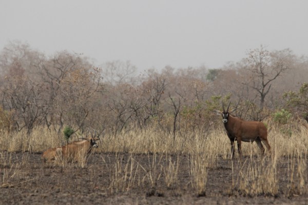 Roan Antelope