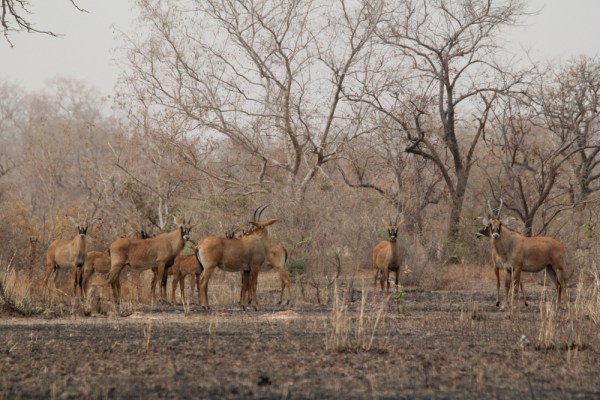 Roan Antelope