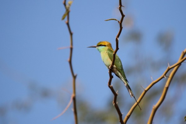 Green Bee-eater