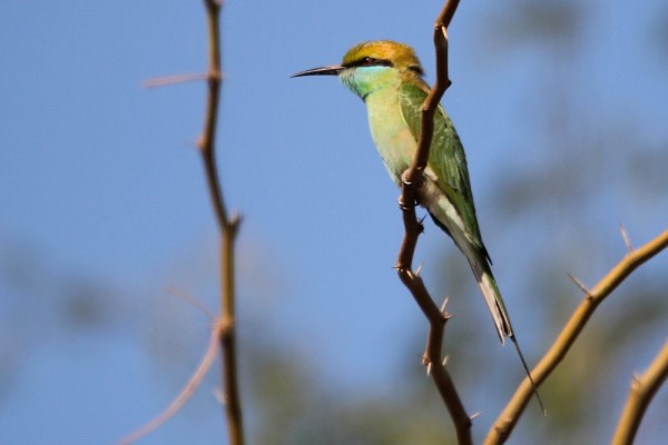 Green Bee-eater