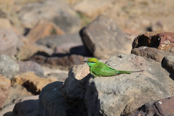 Green Bee-eater