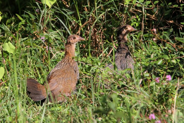 female Grey Junglefowl