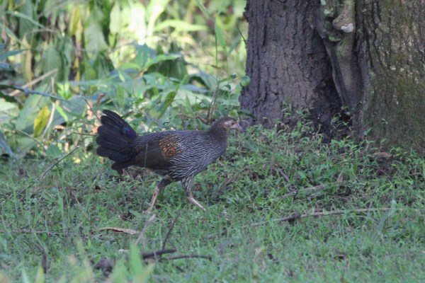 female Grey Junglefowl
