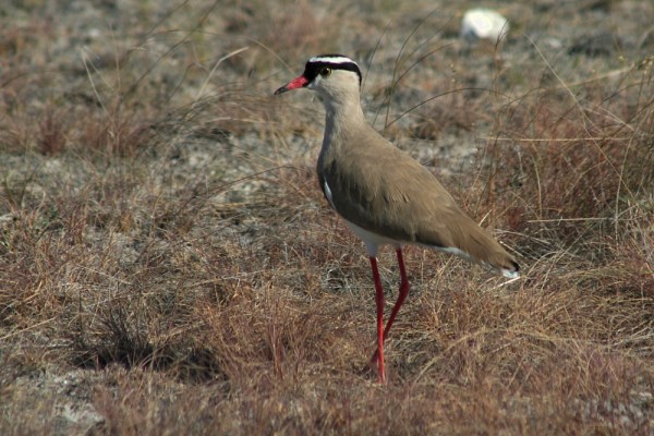 Crowned Plover