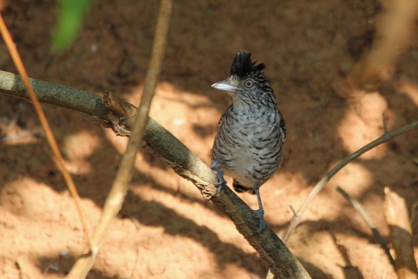 male Barred Antshrike