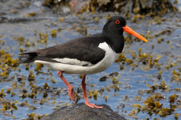 Eurasian Oystercatcher