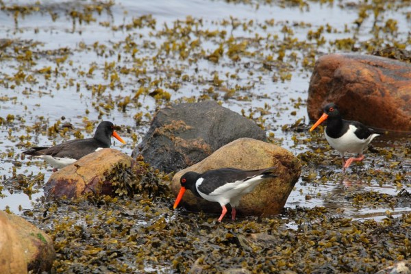 Eurasian Oystercatcher