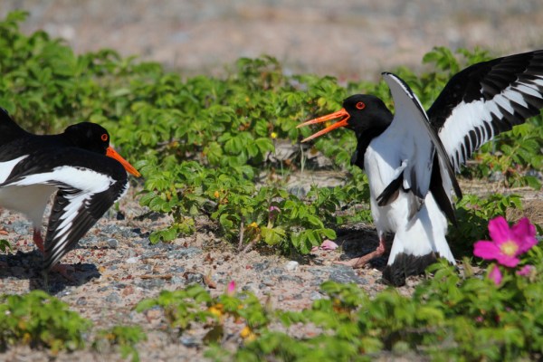 fighting Eurasian Oystercatchers