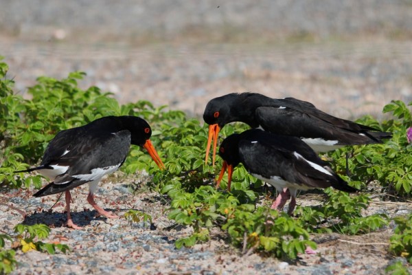 Eurasian Oystercatcher showing off