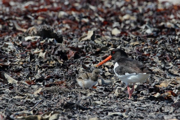 Eurasian Oystercatcher with young