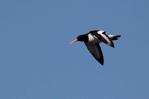 Eurasian Oystercatcher in flight