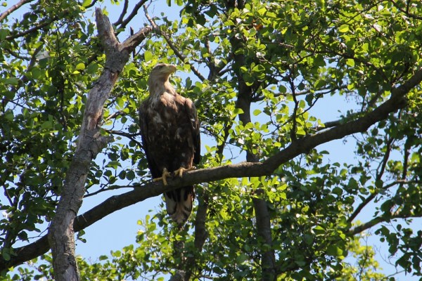 the majestic White-tailed Eagle