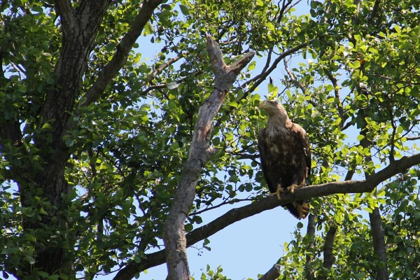 White-tailed Eagle