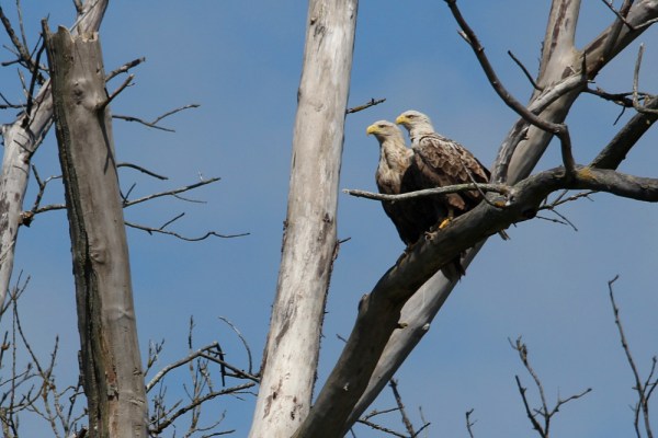 two adult eagles