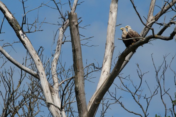 a pair of eagles sitting in a dead tree