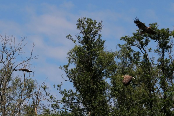 two adults and one juvenile flying together!