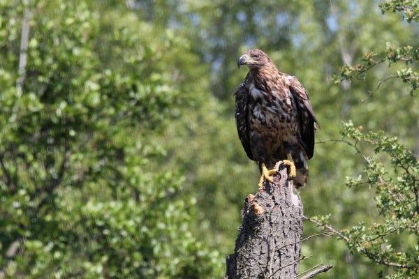 young White-tailed Eagle