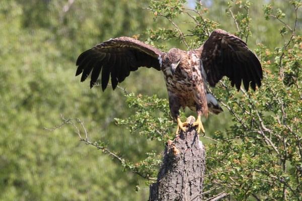 young White-tailed Eagle