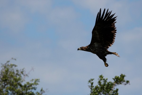 young White-tailed Eagle