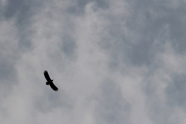 White-tailed Eagle above Hiddensee