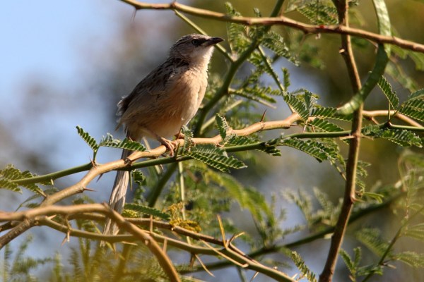 Common Babbler