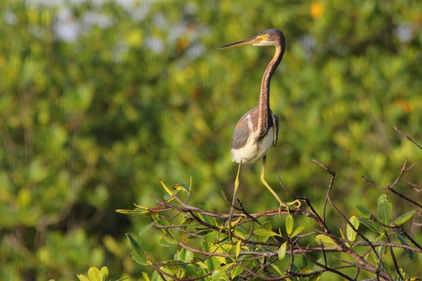 Tricolored Heron
