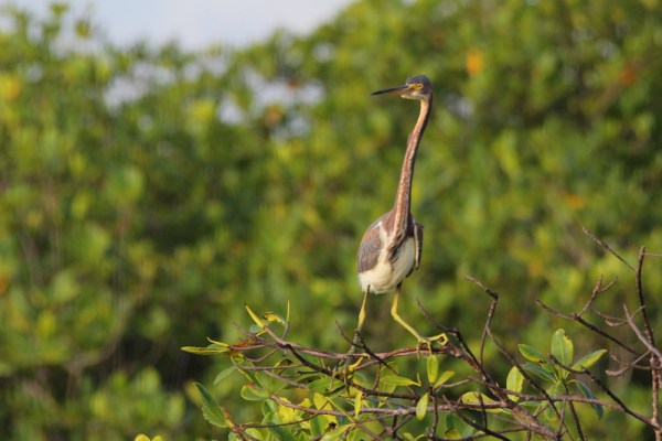 Tricolored Heron