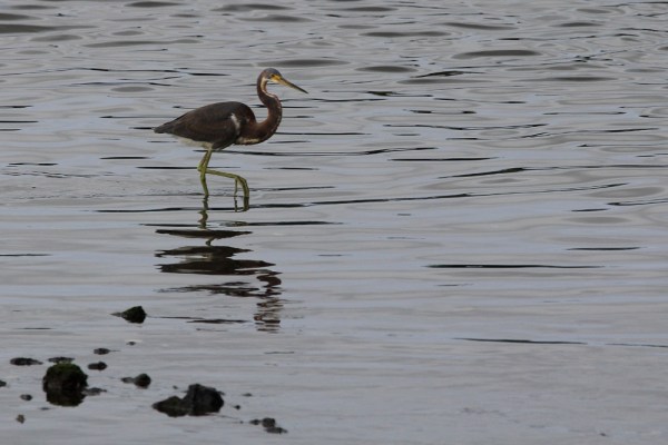 Tricolored Heron