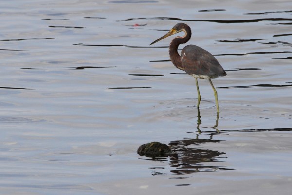 Tricolored Heron