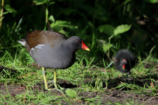 Common Moorhen