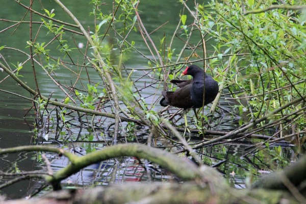 Common Moorhen