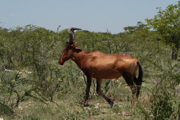 Red Hartebeest (A. b. caama) in Etosha National Park, Namibia