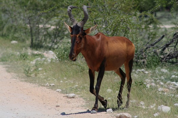Red Hartebeest