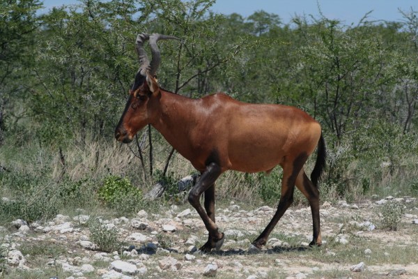 Red Hartebeest