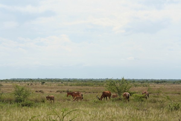 Red Hartebeest (A. b. caama) in Etosha National Park, Namibia