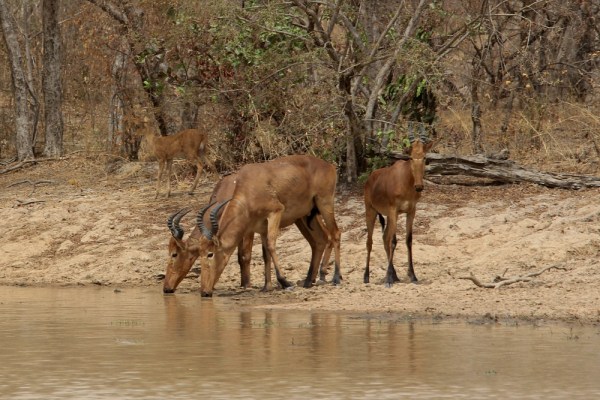 Western Hartebeest (A. b. major) in Pendjari National Park, Benin