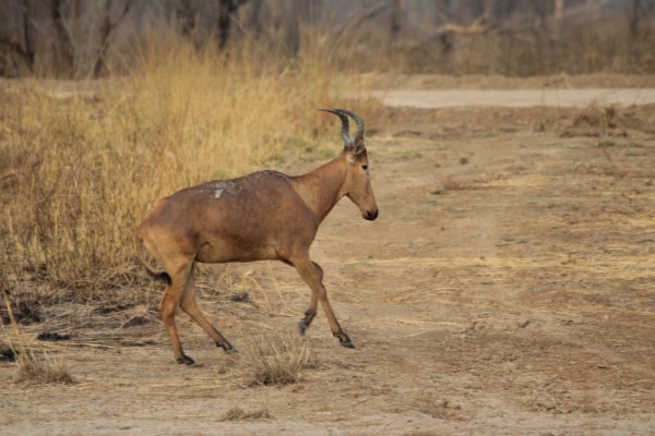 Western Hartebeest (A. b. major) in Pendjari National Park, Benin