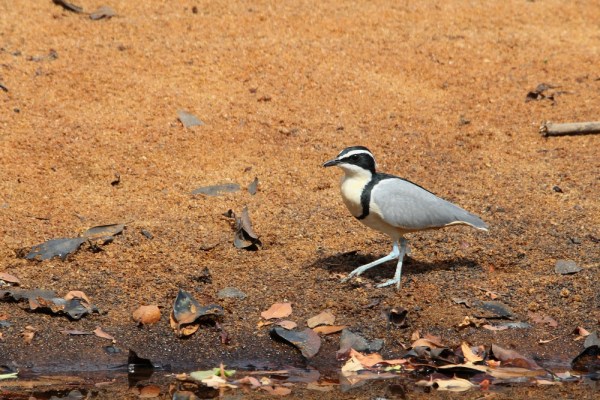Egyptian Plover