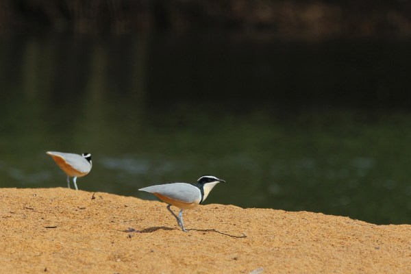 Egyptian Plover