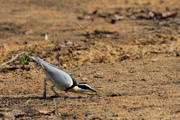 Egyptian Plover hunting insects