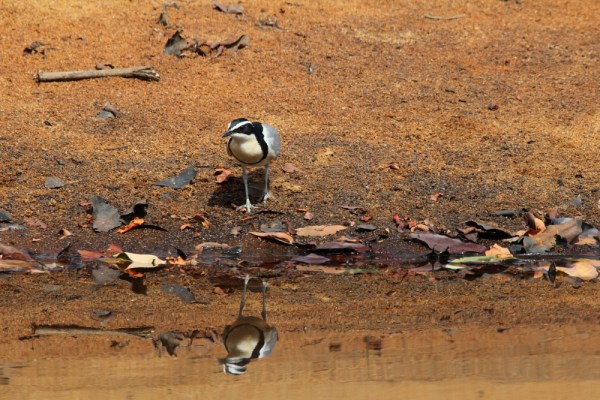 Egyptian Plover