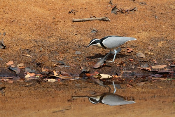 Egyptian Plover