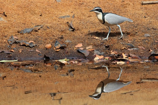 Egyptian Plover