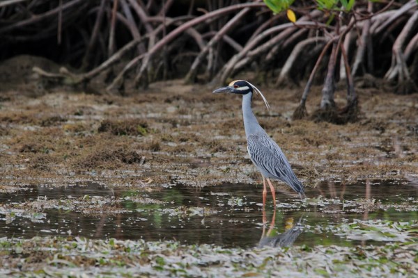 Yellow-crowned Night Heron