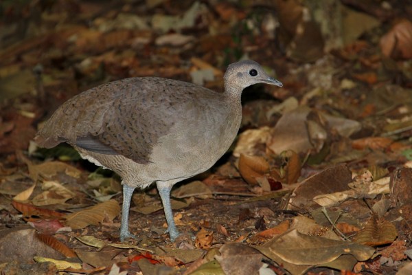 Great Tinamou