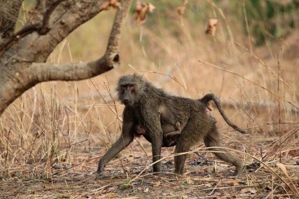 female Olive Baboon with young